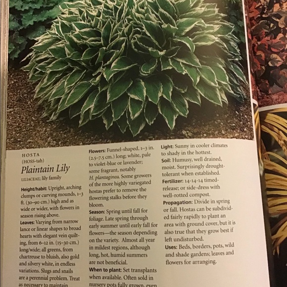 The 400 Best Garden plants encyclopedia - Picture 6 of 8
